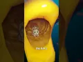 Download Lagu Parasite Replaces A Fish's Tongue 😱