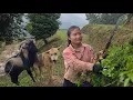 Download Lagu Vietnamese girl, smart dog and goat working in the field and cutting grass - ha thi muon