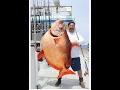 Download Lagu Biggest Opah Fish Caught ! @GreenGTv