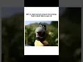 Download Lagu alamak duit nih YTTA💀#shorts #shortvideo #funny #ngakak #memes #animation