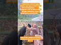 Lagu Seserahan Pengantin Pria Super Panjang \u0026 Mewah | Banyak Kado Bikin Heboh#shorts