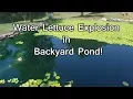 Download Lagu Water Lettuce Explosion in Backyard Pond! 61 Days