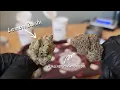 Lemon Zushi Amarena de Limon - Two Unique Strains From NowiCann