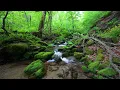 Download Lagu Suara Hutan yang Menyenangkan, Kicau Burung, Suara Aliran Sungai