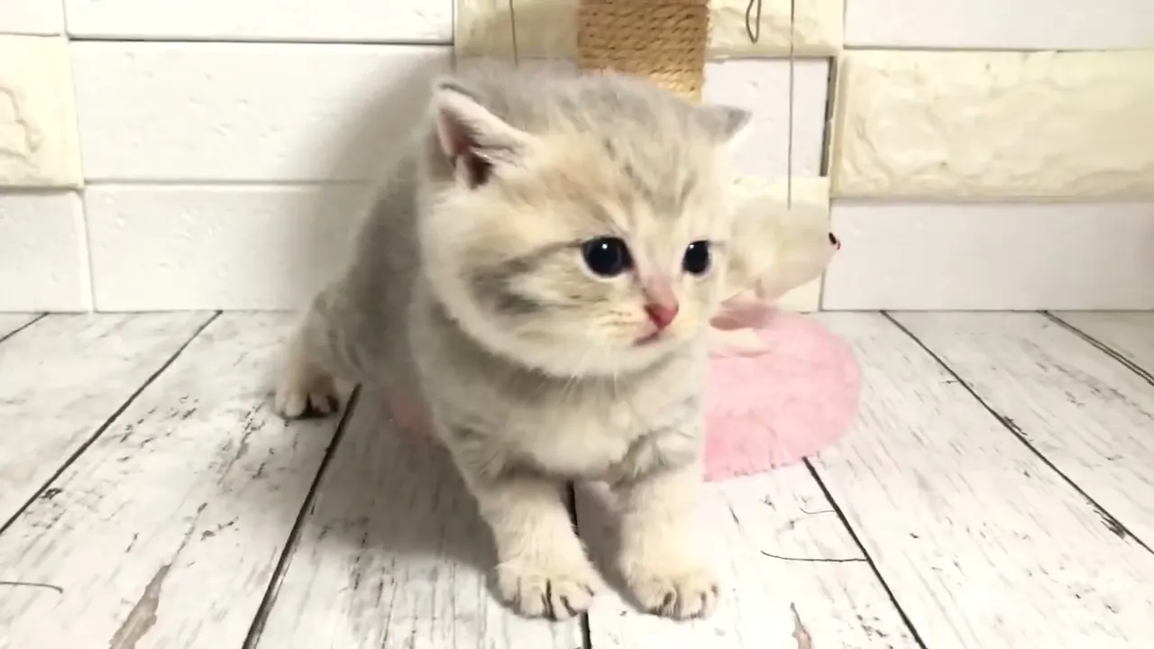 動画