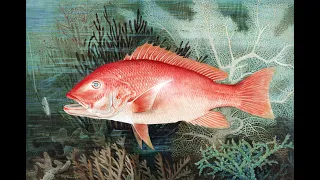 What is a Red Herring