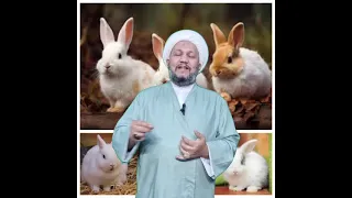   الأرنب سبب حرمة أكله و حكم طهارته و تربيته و بيعه لمن يستحل أكله   وهل هو   فگر   ام لا    دندنها
