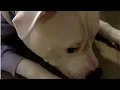 Woman Takes Home a Free Pit Bull but Nobody Told Her the Truth
