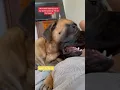 Bowser said She Started it! #dog #dogs #cutedog #funnydogs #shorts
