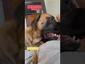Download Lagu Bowser said She Started it! #dog #dogs #cutedog #funnydogs #shorts