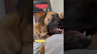 Bowser Said She Started It Dog Dogs Cutedog Funnydogs Shorts 