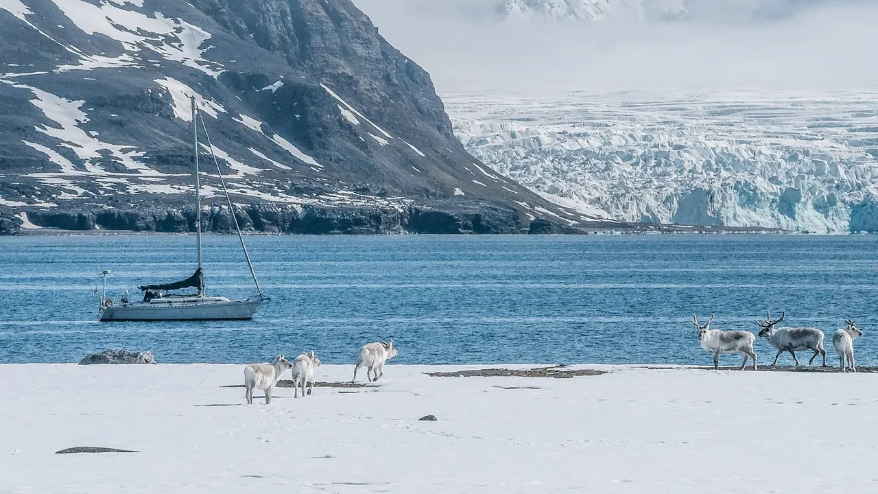 Sailing Arctic Norway – We got REINDEER, seals and a broken outboard… [ep15]