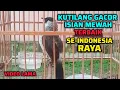 Lagu VIDEO LAMA KUTILANG TERBAIK SE-INDONESIA RAYA || KUTILANG GACOR FULL ISIAN MEWAH! 