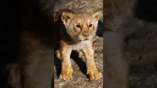 Attitude The Lion King Whatsapp Full Status 