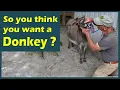 So you think you want a Donkey
