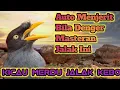 Download Lagu Masteran Jalak Kebo Gacor Full Isian ‼️  Untuk Masteran Jalak Kurang Stamina