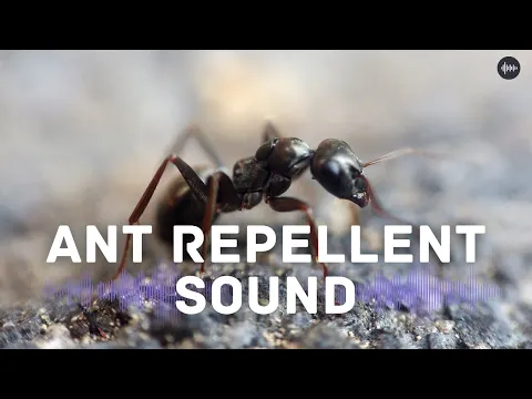 Download MP3 Ant Repellent Sound