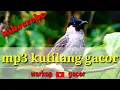 Download Lagu 🛑suara burung kutilang || mp3 kutilang gacor  #warkopgacor