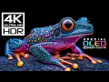 Stunning Rare Dolby Vision HDR 4K 60 FPS (8K/4K Video TV)