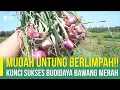 Download Lagu JANGAN RAGU LAGI!! KIAT SUKSES BUDIDAYA BAWANG MERAH ANTI GAGAL | BUDIDAYA BAWANG MERAH