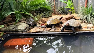 約200匹の亀を飼育するイシガメブリーダーの飼育設備が凄過ぎた・・・！