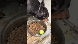 .. 🐾💜#fyp #dream #doberman #pets #youtube