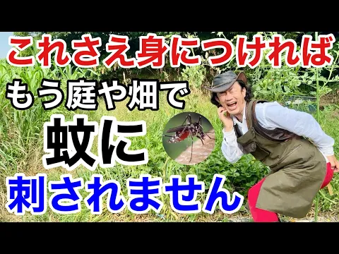 Video Thumbnail: 【蚊取り線香は使わない】 どうしても蚊の対策をしたい方はお試しください 【カーメン君】【園芸】【ガーデニング】【初心者】