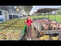 Download Lagu Buy 100 of Ducklings, Use 3 Wheeled Truck Go to Market Sell - Raising Ducks and Pigs
