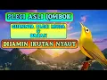 Download Lagu Burung Pleci Lombok Gacor Suara Merdu Full Isian❗Cocok Jadi Masteran Pleci Bahan