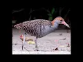 Download Lagu Suara burung sintar sawah