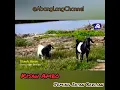 Download Lagu Dikir Kelate// KISAH AMBO //Jeming Intan Berlian