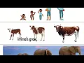 Identifying the characteristics of animals as living things