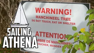 Sail Life – The worlds most dangerous tree ⚠️