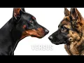 The Ultimate Showdown German Shepherd vs Doberman Pinscher