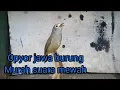 Download Lagu OPYOR JAWA GACOR MERDU