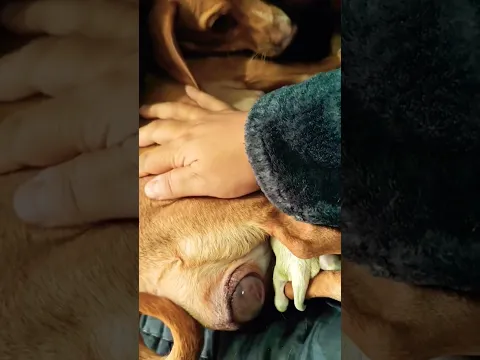 This is how the second Trufita puppy is born, your living portrait, my little honey