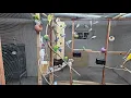 My Canadian Aviary Budgie Breeding Progress Tour - Episode 3