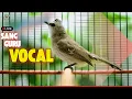 Download Lagu 🔴 TRUCUKAN GACOR JUARA ROPEL PANJANG! PANCINGAN / MASTERAN SEGALA BURUNG TRUCUK PASTI NYAUT GACOR