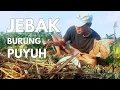 Download Lagu Menjebak burung puyuh dengan alat jebak sederhana, survival cara untuk bertahan hidup di alam