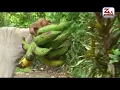 Download Lagu lagu PAMBOANG PEMBOLONGAATTA - zulkifli atco