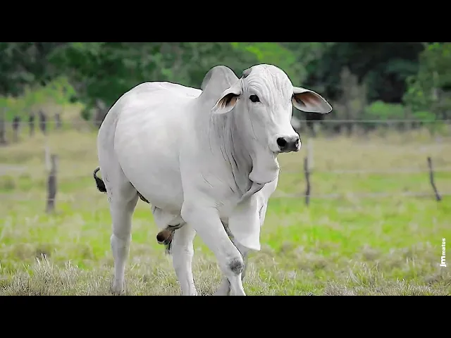 Touro Nelore NEGG - 139