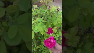 حتى الآن الورد يقاوم رلى عازر  حتى الآن الورد يقاوم رلى عازر