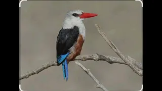 masteran burung raja udang berkepala abu abu gray headed kingfisher 