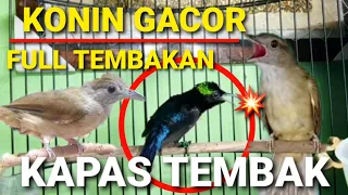 konin gacor full tembakan kapas tembak