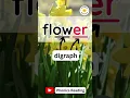 How to Spell FLOWER with Phonics