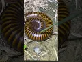 Download Lagu Playing big millipede 😱 #millipede #shortshorts #bigmillipedes #viralvideos #insects