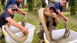 KELUARKAN ULAR KING COBRA RAKSASA BADAI | MANDA PETUALANG | KING COBRA 
