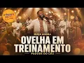 Ovelha Em Treinamento | Isadora Pompeo| Versão Pagode Gospel