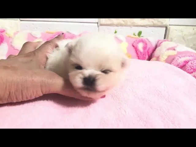 動画