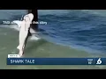Caught on camera big shark caught from Port Aransas pier